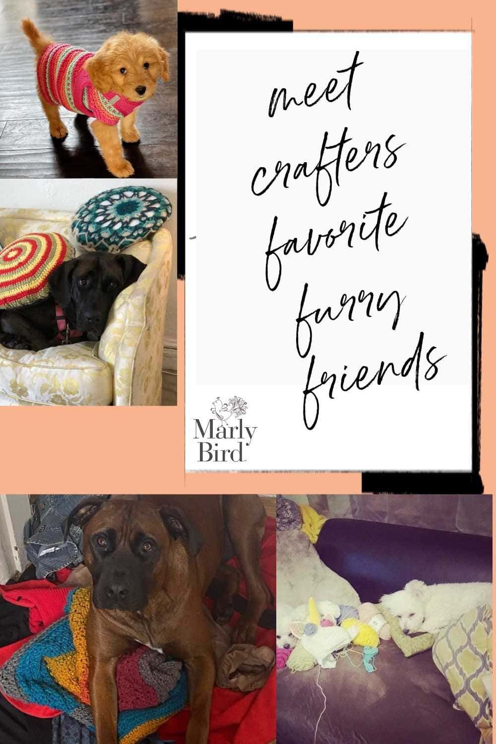 crafters-pets-when-your-furry-friend-loves-your-yarn-marly-bird