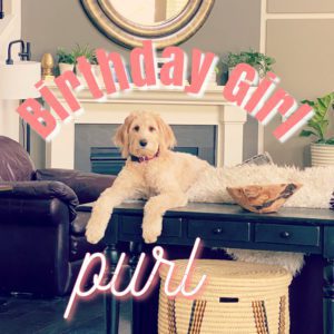 A fluffy dog with light-colored fur is lying on a black table in a cozy living room. The room includes a fireplace, a leather couch, a green plant, and a circular mirror on the wall. The words "Birthday Girl" and "purl" are written in pink, surrounding the dog alongside an adorable Prym Yarn-It. -Marly Bird