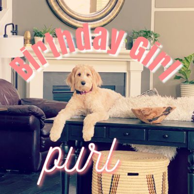 Pup Purl’s Birthday Giveaway: Win Prym Yarn-It and Pom Pom Maker