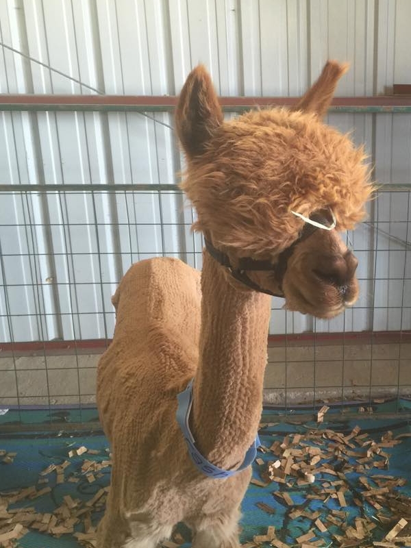 Brown alpaca freshly sheared standing in a pen at a fiber show. Marly Bird