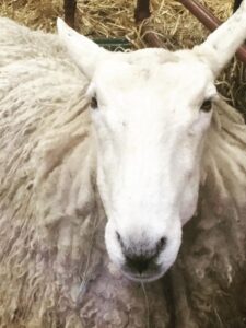 Close-up of a white sheep with a full, fluffy wool yarn coat, looking directly at the camera inside a barn. -Marly Bird